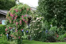 Rose Super Dorothy   1021.webp