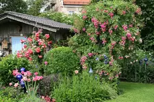 Rose Super Dorothy   1121.webp
