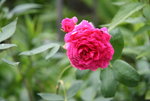 Rose Markrose  0221.JPG