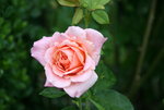 Rose Erzsebet kiralyne emleke0221.JPG