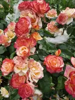 20210629_173303 v.webp