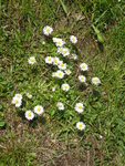P1030478Gänseblümchen.JPG