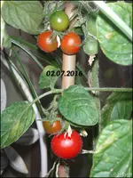 c040.webp