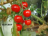 c043.webp
