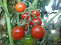 c044.webp