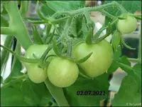 c045.webp