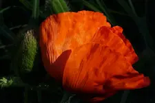 2021blmn52.jpg