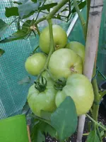 IMG_20210702_194815.webp