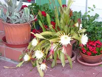 DSC01880.webp