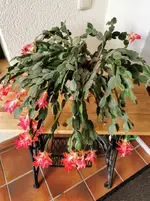 IMG_20210703_081833.webp
