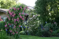 Rose Super Dorothy   1521.webp