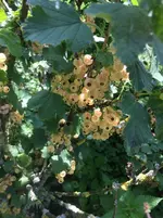 Johannisbeerernte1.webp