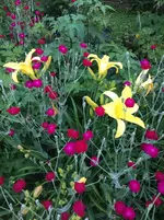 Taglilie1.webp