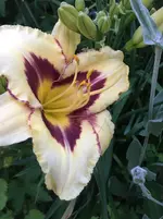 Taglilie.webp