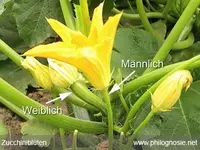 zucchini_pflanzen_schneiden_ernten_TK_4.webp