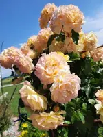 20210624_153353 v.jpg