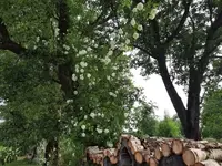 20210620_065925 v.jpg