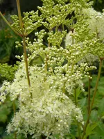 DSCN9156.webp
