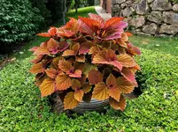 IMG_20210703_173119.webp