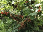 IMG_8738.JPG