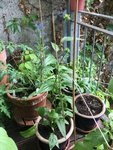 IMG_1638.jpeg