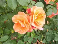 DSCI0093 (2).webp