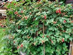 Taybeeren 1.jpg