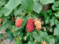 Taybeeren 2.webp
