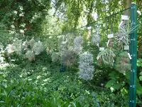 P1040448Tillandsien.webp