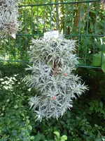 P1040449Tillandsia edithae.webp