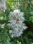 P1040449Tillandsia edithae.JPG