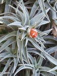 P1040450Tillandsia edithae.JPG