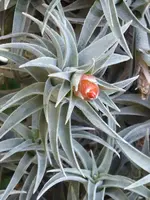 P1040450Tillandsia edithae.webp