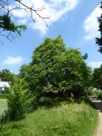 P1040473Trompetenbaum.JPG