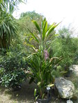 P1040484Kolbenbaum.JPG