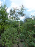 P1040491Zitronen-Eukalyptus.JPG
