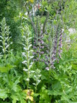P1040509Acanthus.JPG