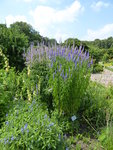 P1040510Langblättriger Blauweiderich.JPG