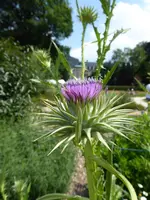 P1040527Taurische Eselsdistel.webp