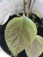 WhatsApp Image 2021-07-04 at 17.23.10.webp