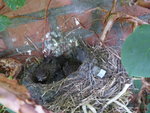 P1040541Amselnest.JPG