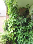 P1040542Winden, Blumenkasten.JPG