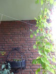 P1040543Feuerbohne.JPG