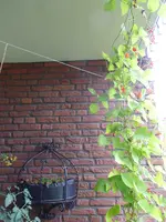 P1040543Feuerbohne.webp