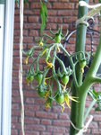 P1040549Tubis Sttreifenzipfel.JPG