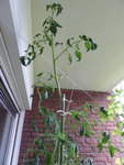 P1040551Schwarze von der Krim.JPG