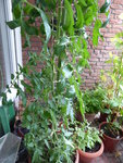 P1040552Schwarze von der Krim.JPG