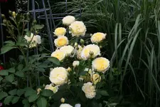 Juli     0521.webp