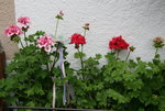 Pelargonie  1721.JPG