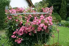 Rose Juanita  0521.webp